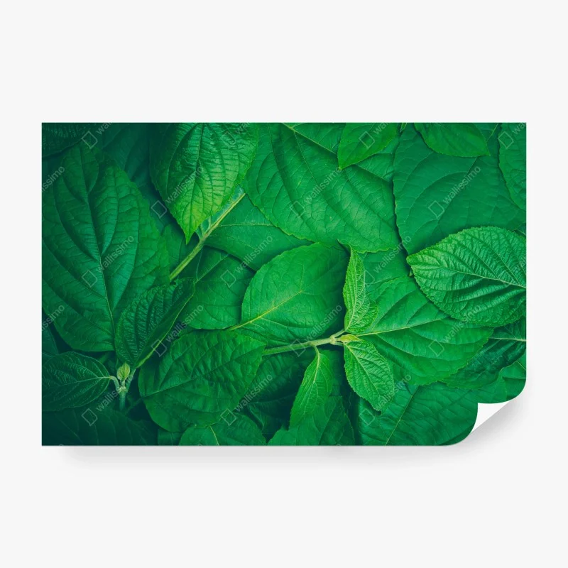 Carta da parati oasi di foglie verdi • Wallissimo®