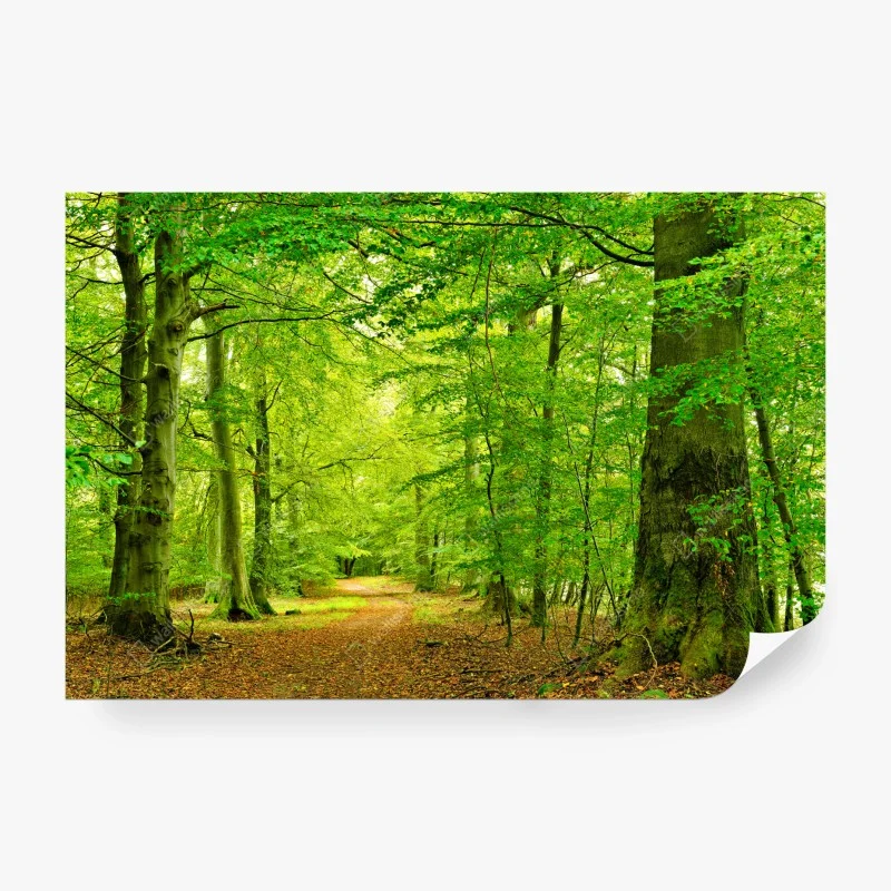 Carta da parati sentiero nel bosco verde • Wallissimo®