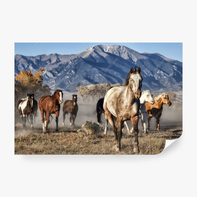 Carta da parati mandria in corsa sulle praterie di Zapata Ranch, Colorado