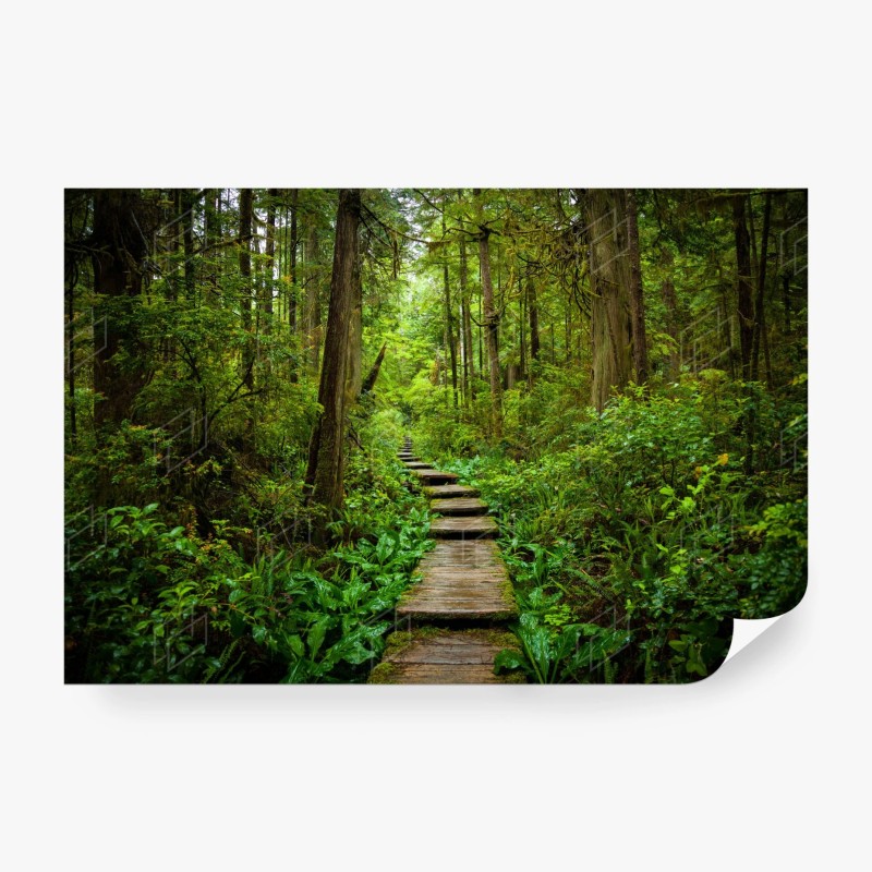 Carta da parati sentiero nella foresta verde