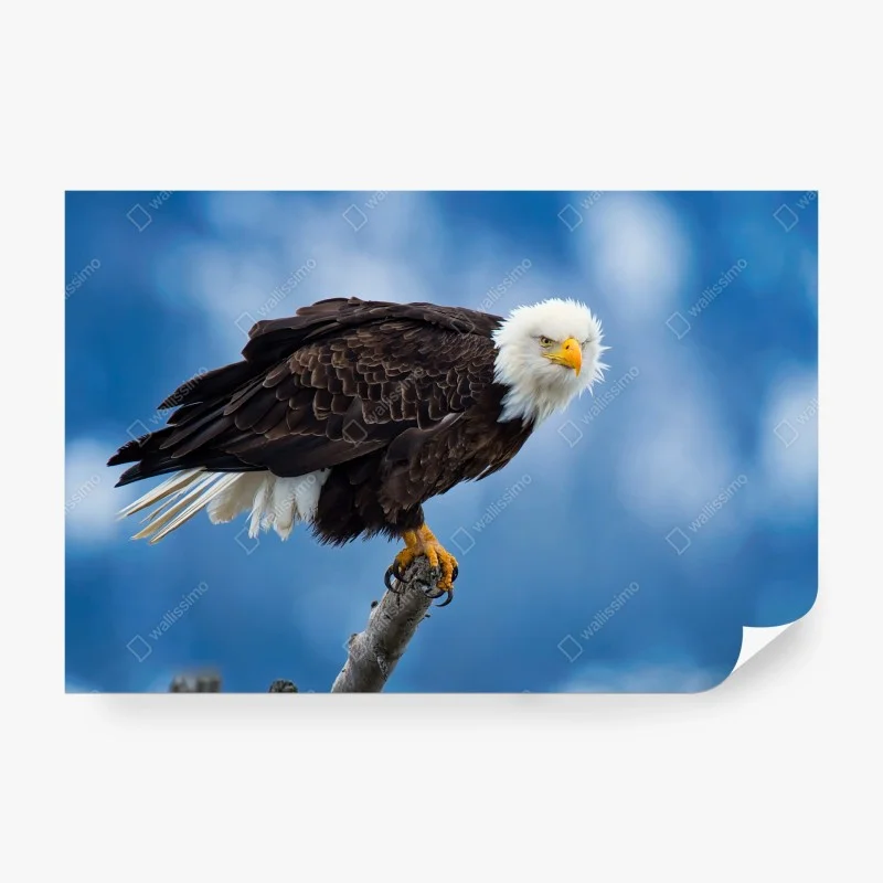 Carta da parati aquila calva posata su ramo contro cielo blu