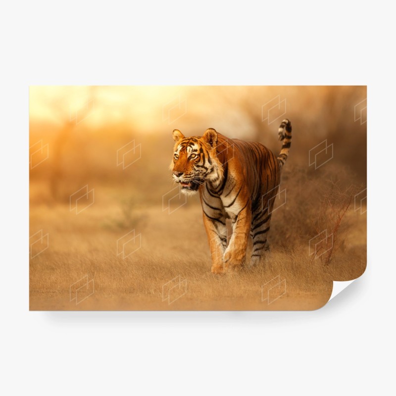 Carta da parati tigre maestosa al tramonto