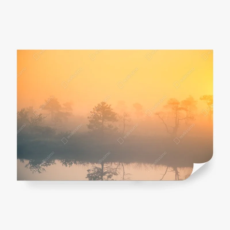 Carta da parati mattino dorato nella palude