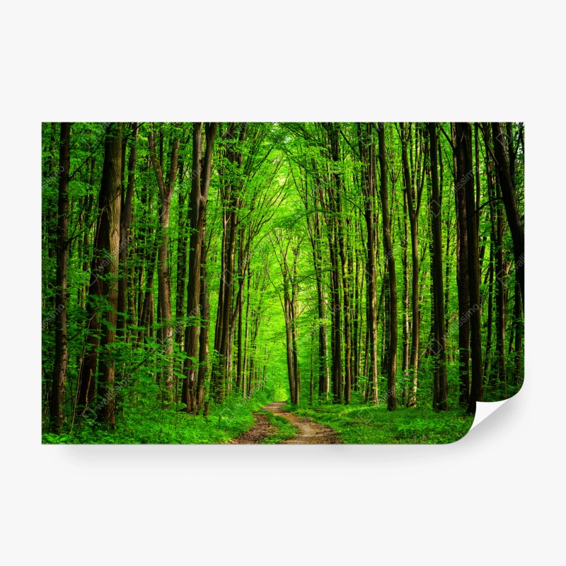 Carta da parati sentiero nella foresta verde