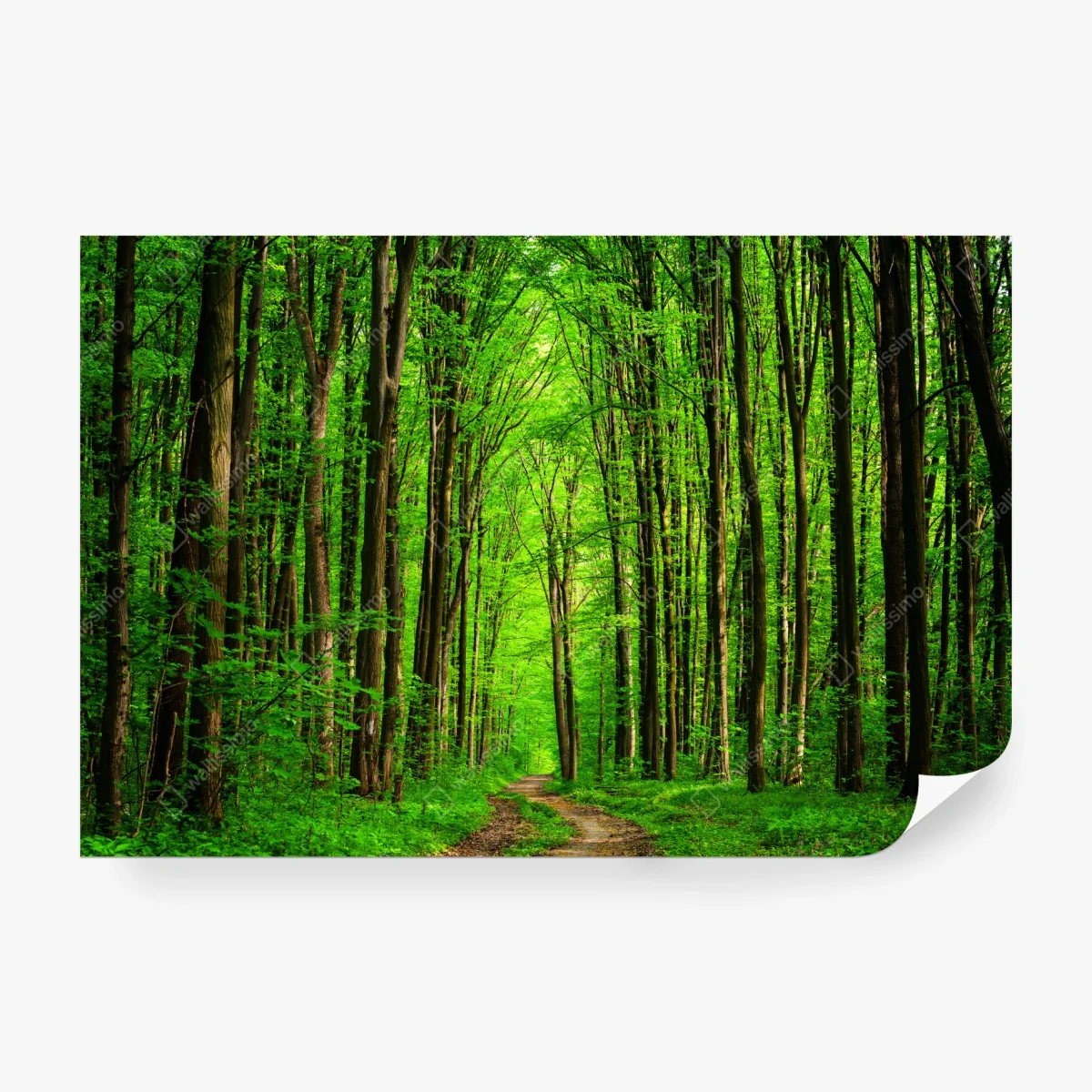 Carta da parati sentiero nella foresta verde • Wallissimo® Carta da parati sentiero nella foresta verde • Wallissimo®