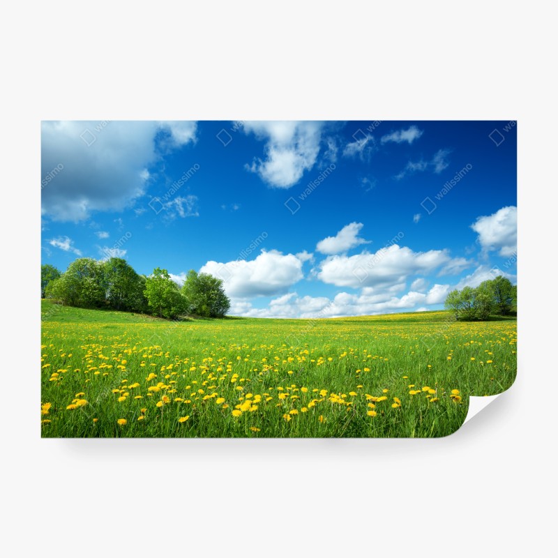 Carta da parati campo fiorito sotto il cielo blu