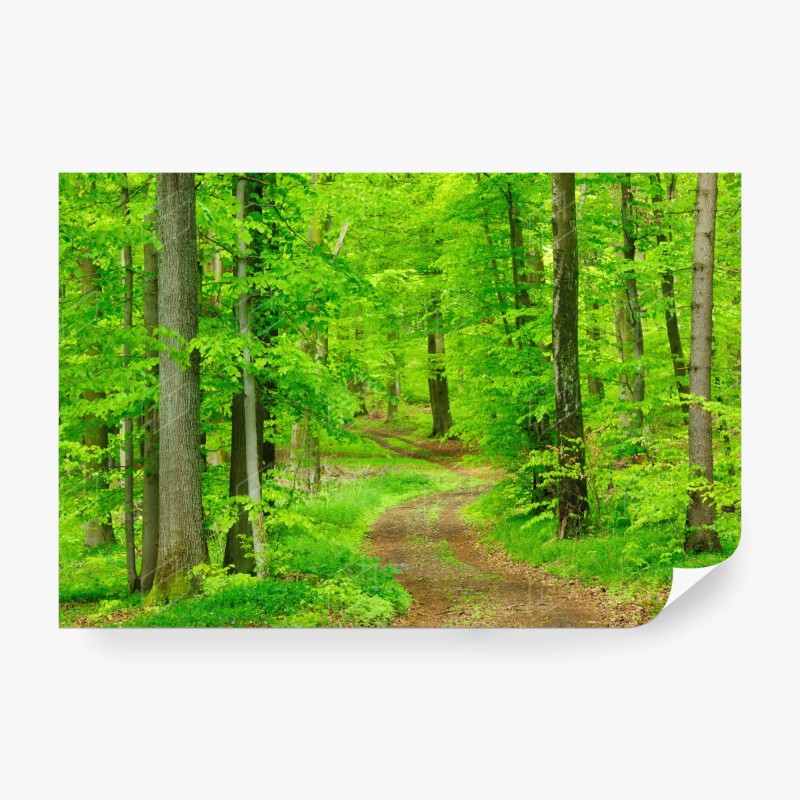 Carta da parati sentiero nel bosco primaverile
