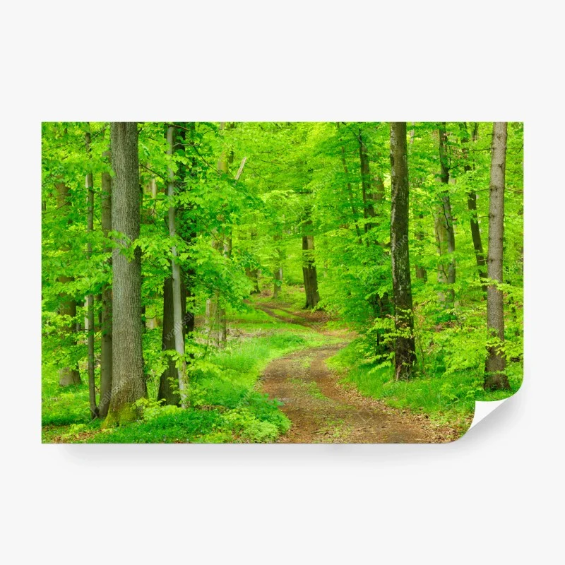 Carta da parati sentiero nel bosco primaverile