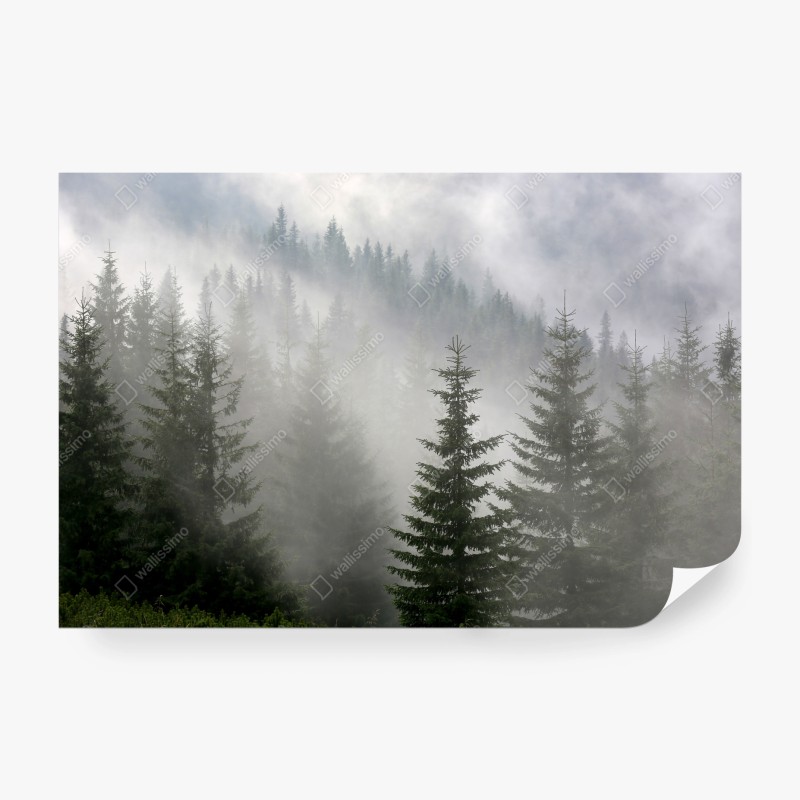 Carta da parati foresta di pini nella nebbia mattutina