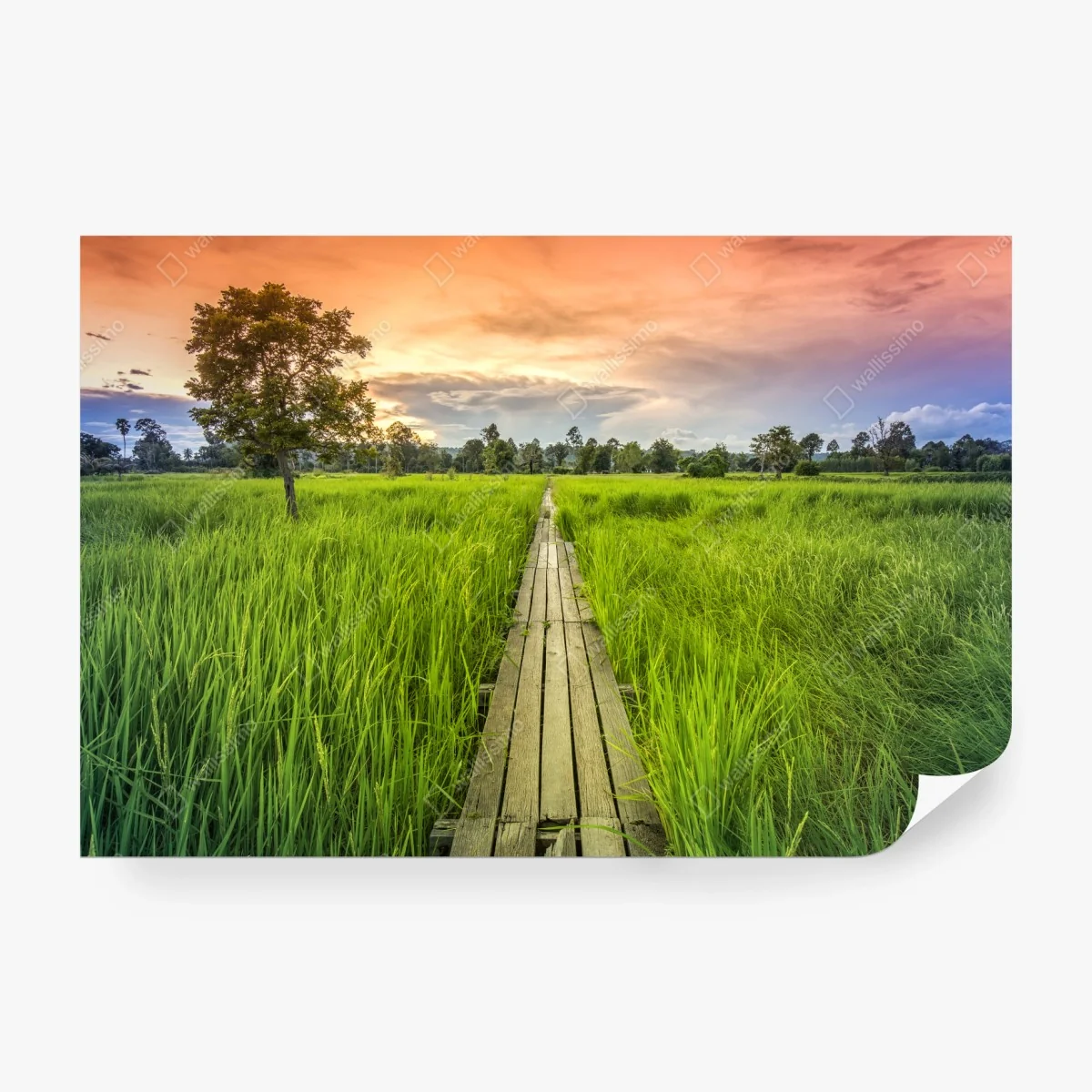 Carta da parati passerella centenaria nei campi di riso a Khonburi • Wallissimo® Carta da parati passerella centenaria nei campi di riso a Khonburi • Wallissimo®