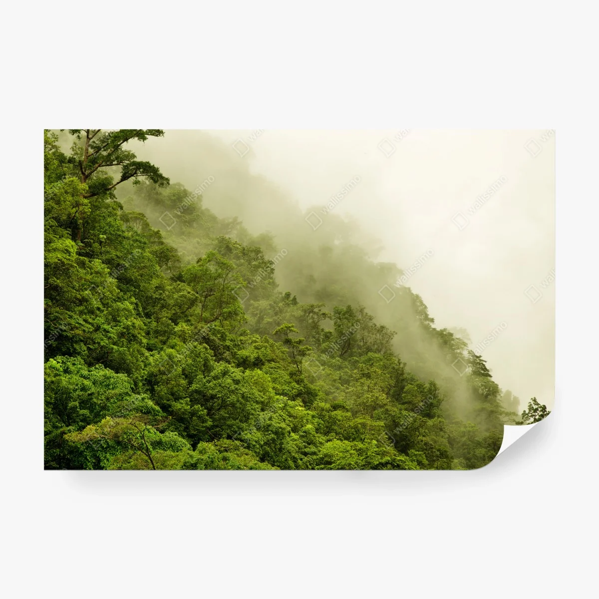 Carta da parati foresta pluviale nebbiosa di Cairns • Wallissimo®