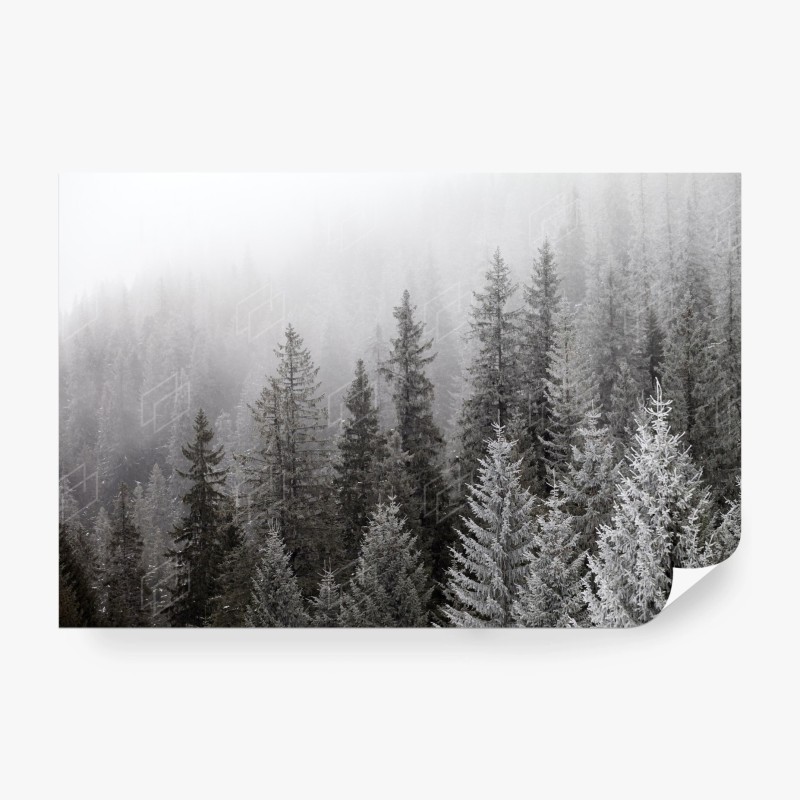 Carta da parati bosco invernale avvolto dalla nebbia nei Carpazi