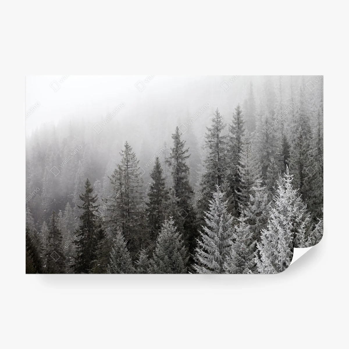 Carta da parati bosco invernale avvolto dalla nebbia nei Carpazi • Wallissimo® Carta da parati bosco invernale avvolto dalla nebbia nei Carpazi • Wallissimo®