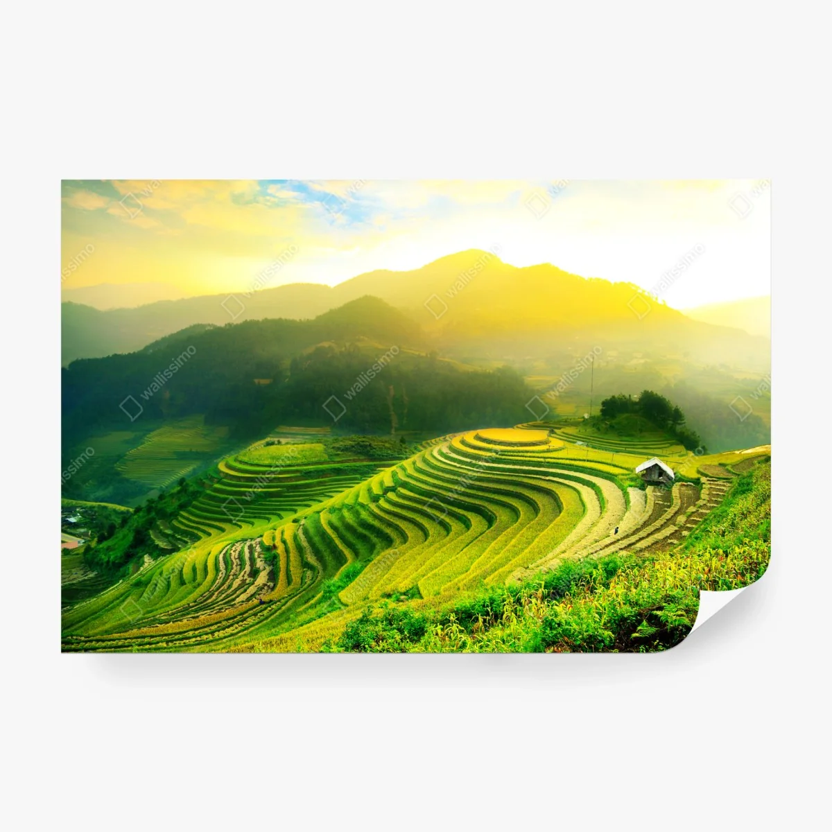 Carta da parati risaie terrazzate all'alba • Wallissimo®