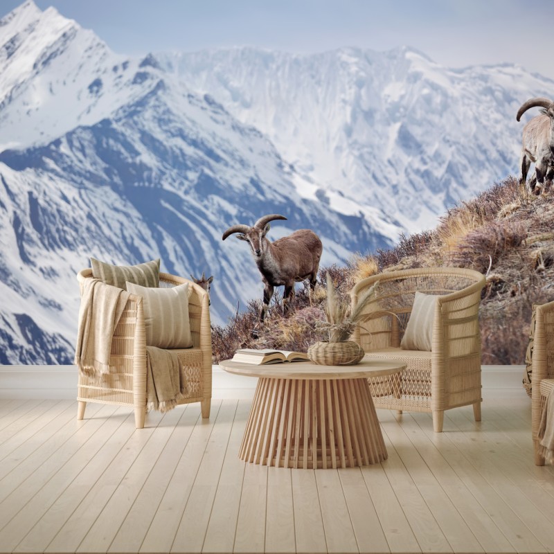 Carta da parati mufloni e pecore blu del Manang sull'Himalaya