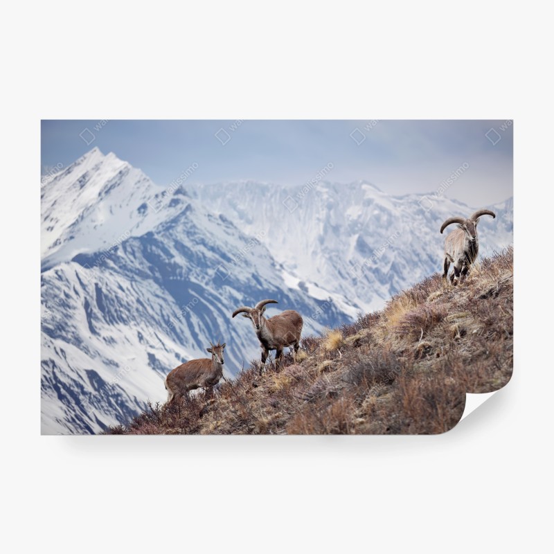 Carta da parati mufloni e pecore blu del Manang sull'Himalaya
