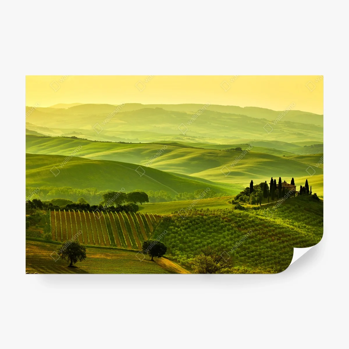Carta da parati colline dorate della Toscana • Wallissimo® Carta da parati colline dorate della Toscana • Wallissimo®