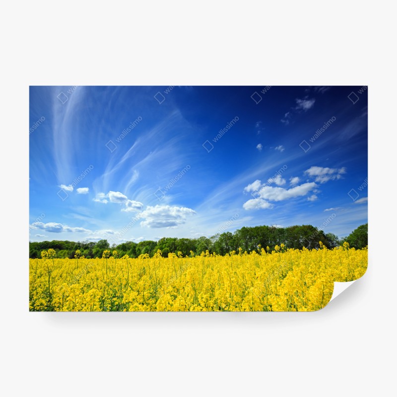 Carta da parati campo di colza in fiore in Polonia
