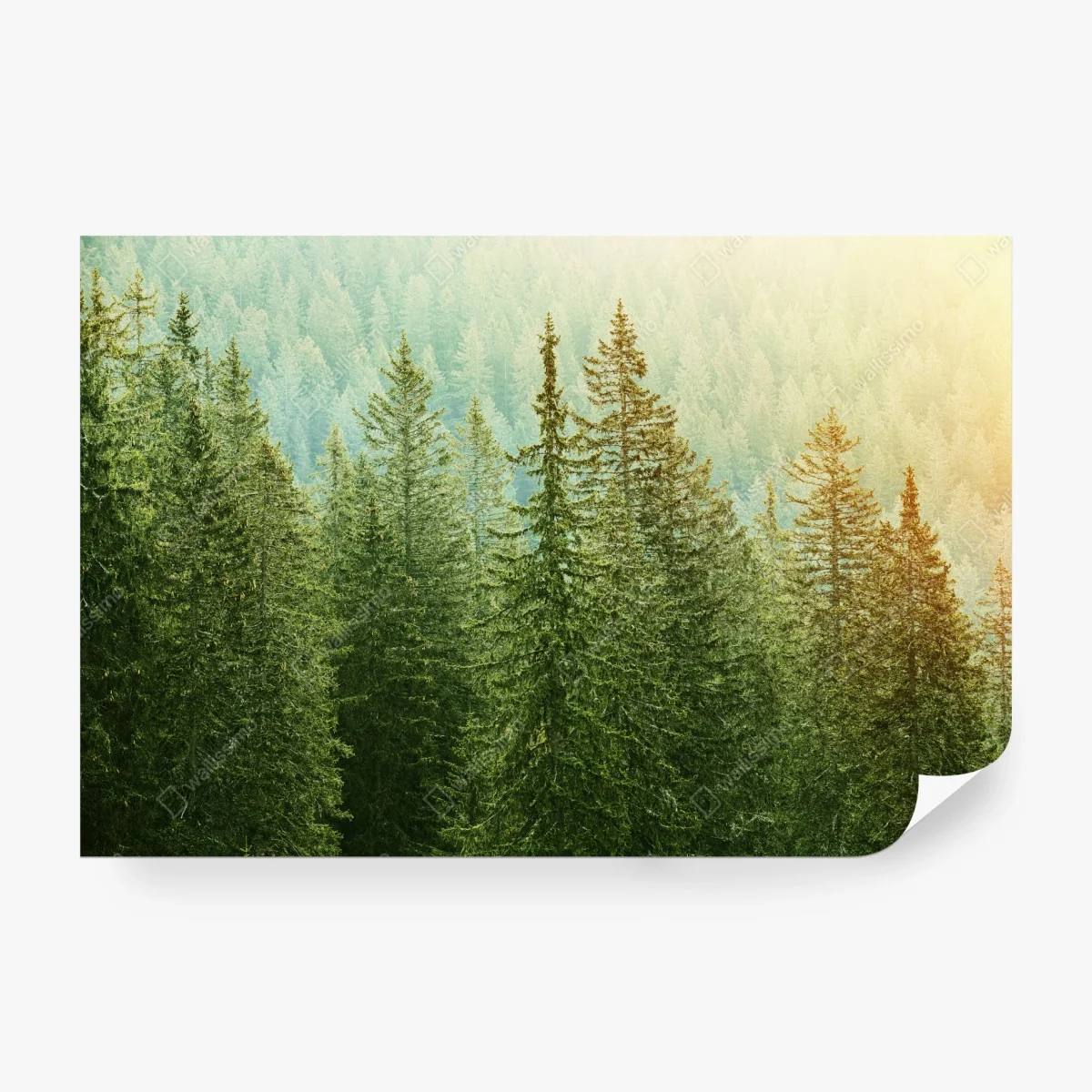 Carta da parati foresta di conifere alla luce dorata • Wallissimo® Carta da parati foresta di conifere alla luce dorata • Wallissimo®