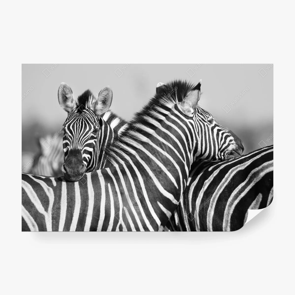 Carta da parati eleganza a strisce in bianco e nero • Wallissimo®