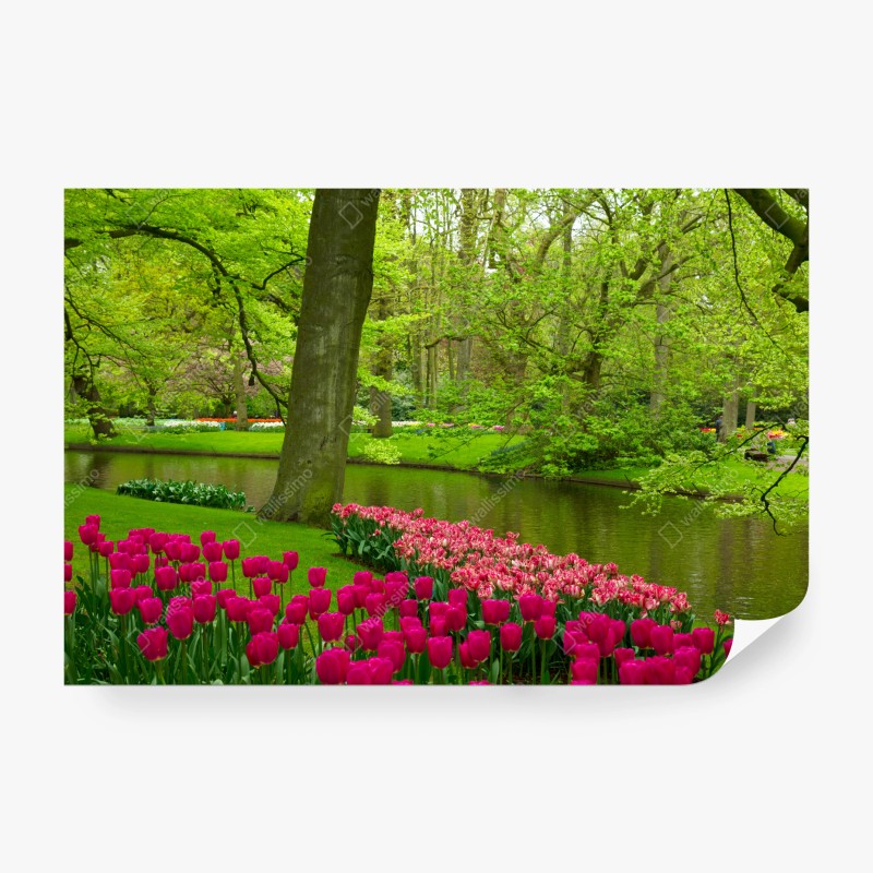 Carta da parati tulipani rosa lungo il laghetto in primavera
