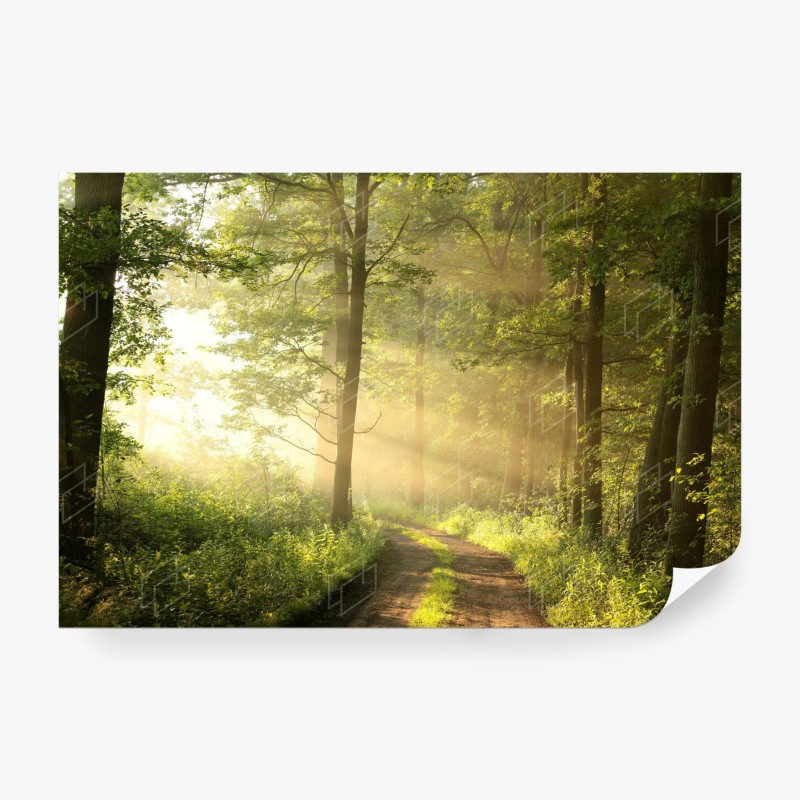 Carta da parati sentiero nel bosco al mattino