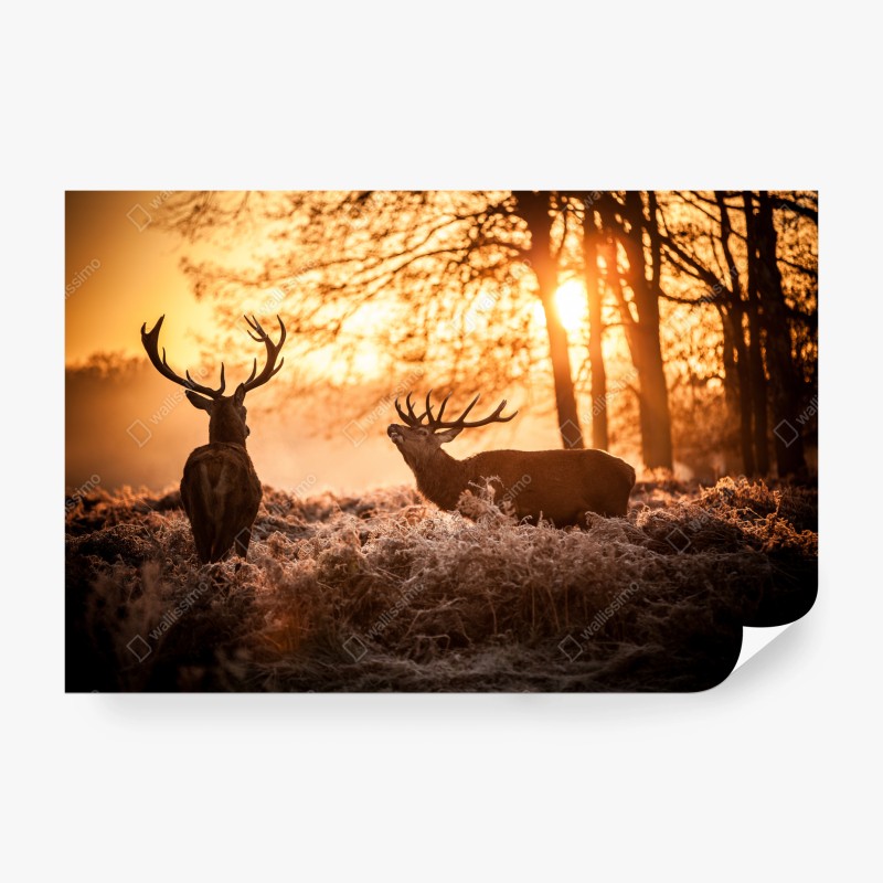 Carta da parati cervi al tramonto nel bosco