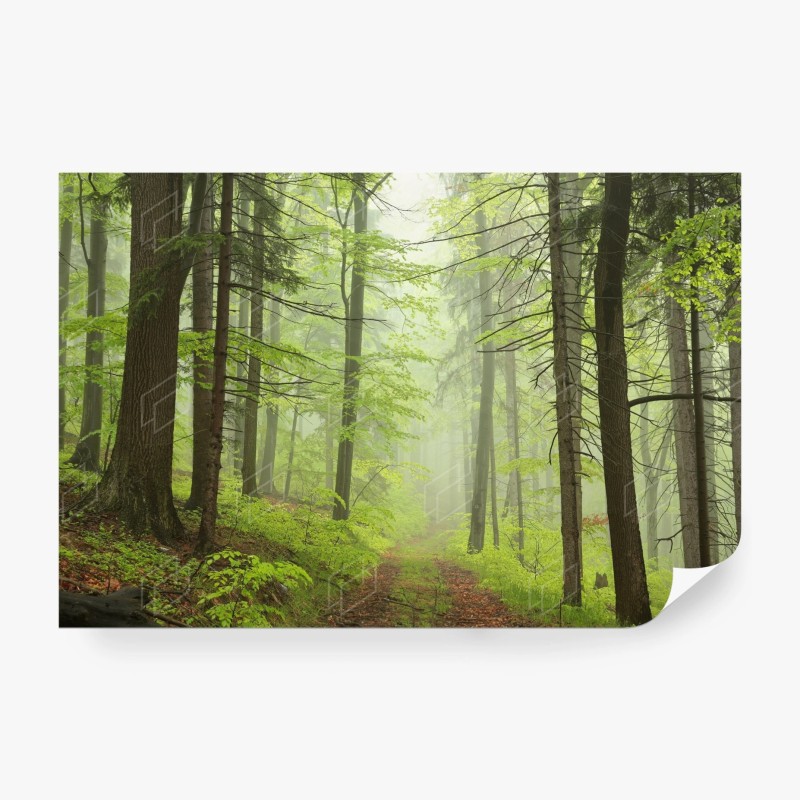 Carta da parati foresta nebbiosa: sentiero tra gli alberi