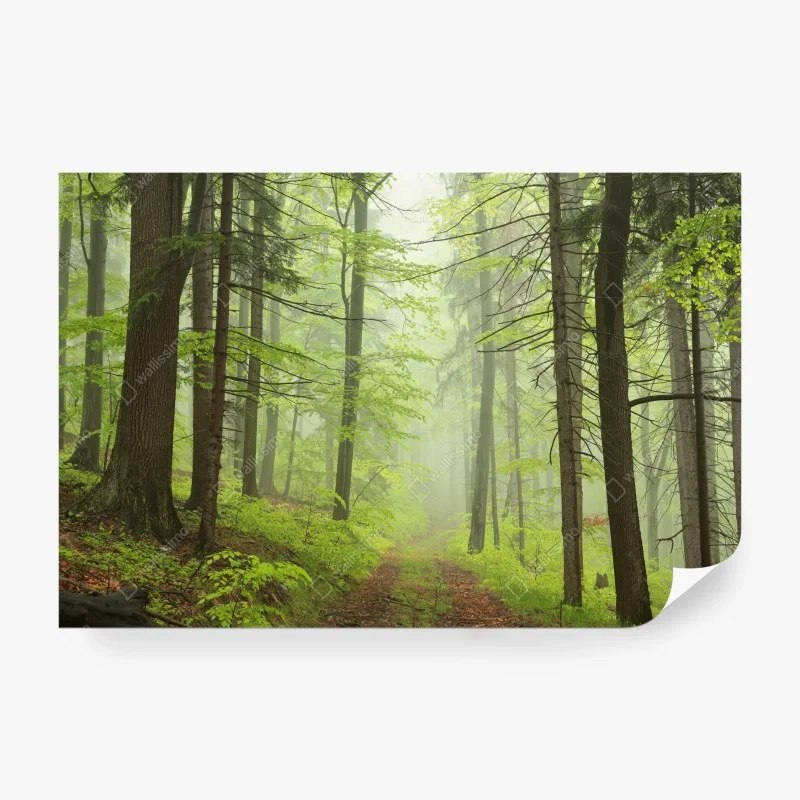 Carta da parati foresta nebbiosa: sentiero tra gli alberi