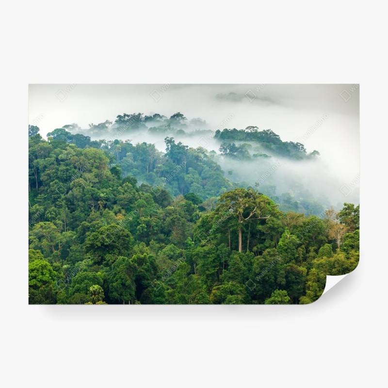 Carta da parati foresta pluviale nella nebbia di Kaeng Krachan