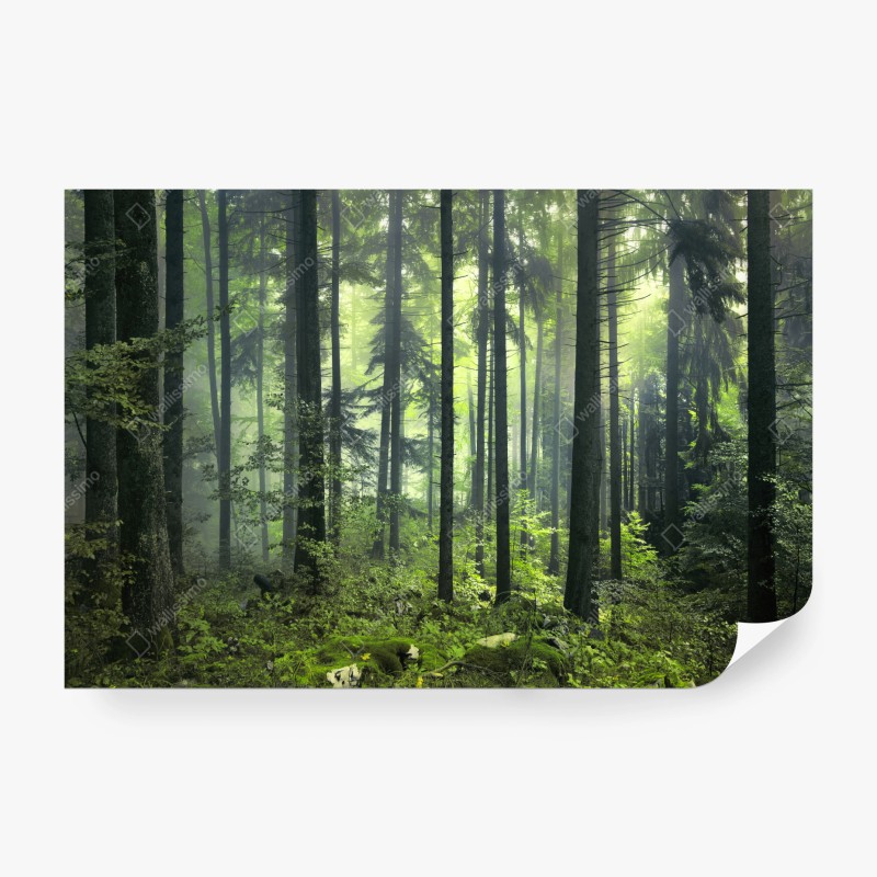 Carta da parati foresta primaverile misteriosa