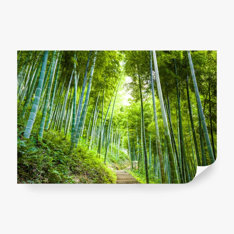 Carta da parati sentiero incantato nella foresta di bambù