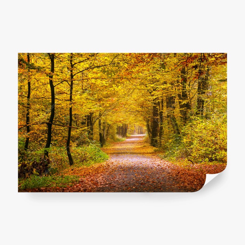 Carta da parati sentiero d'autunno nel bosco dorato