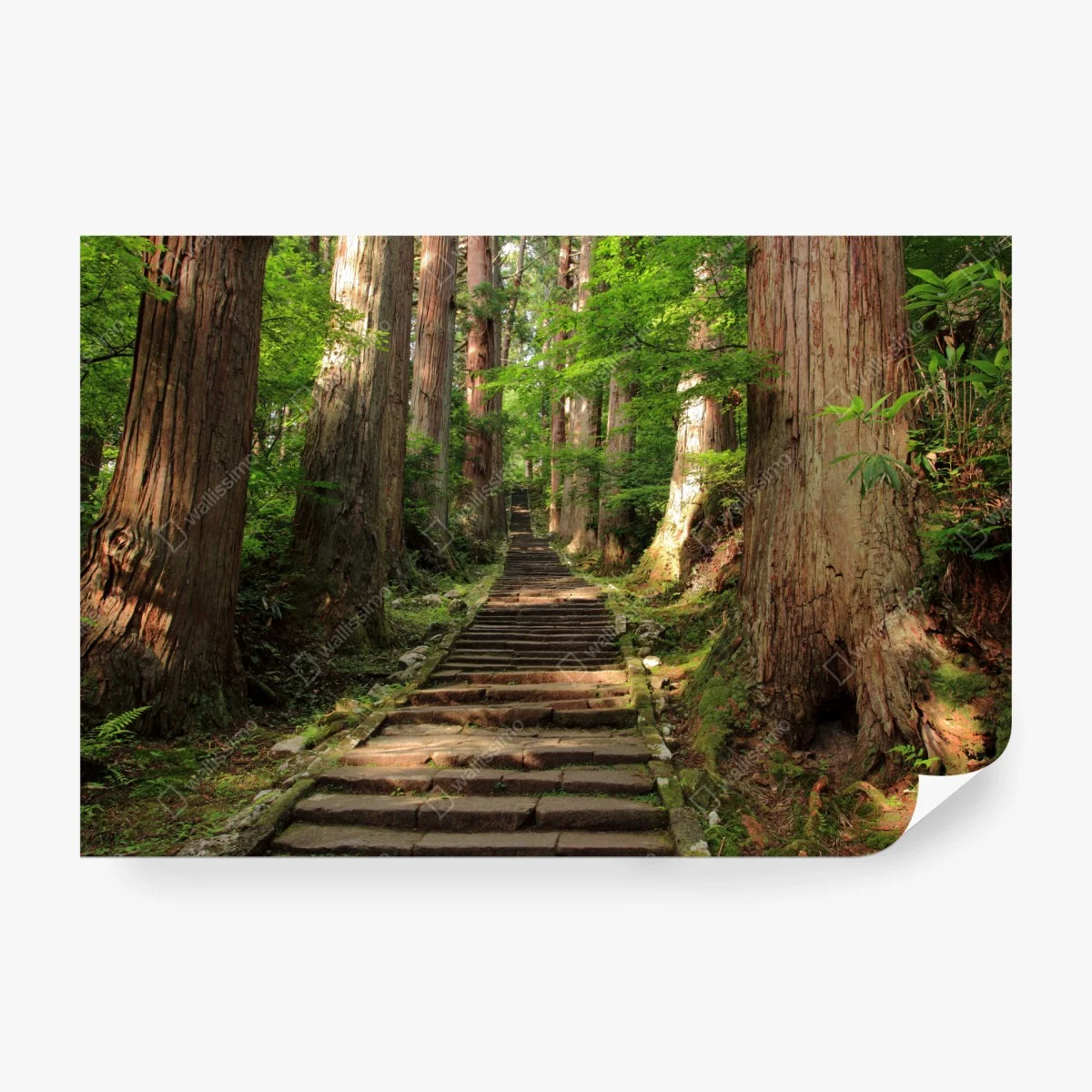 Carta da parati sentiero magico nel bosco secolare • Wallissimo®