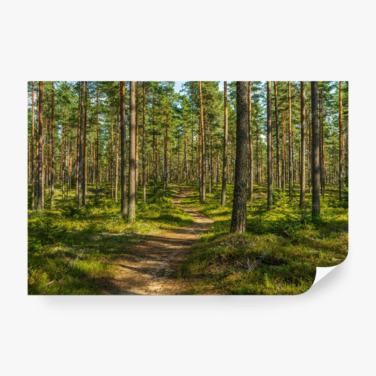 Carta da parati sentiero nel bosco di pini • Wallissimo®