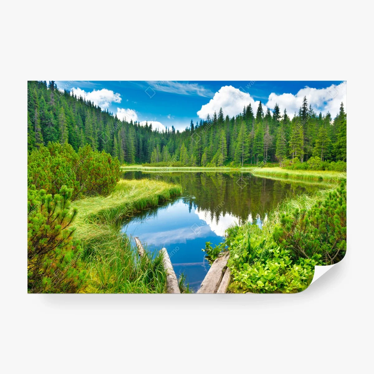 Carta da parati oasi di riflessi nel bosco • Wallissimo®