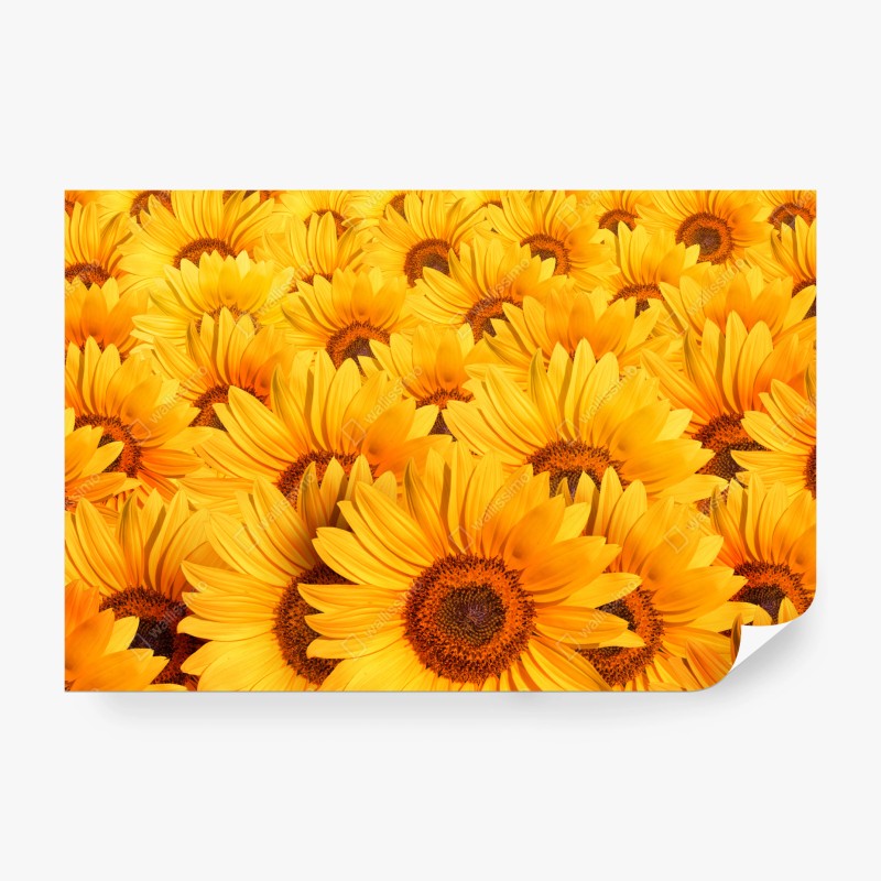 Carta da parati esplosione di girasoli dorati