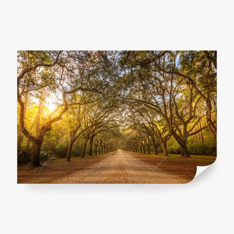 Carta da parati viale di querce imponenti a Savannah