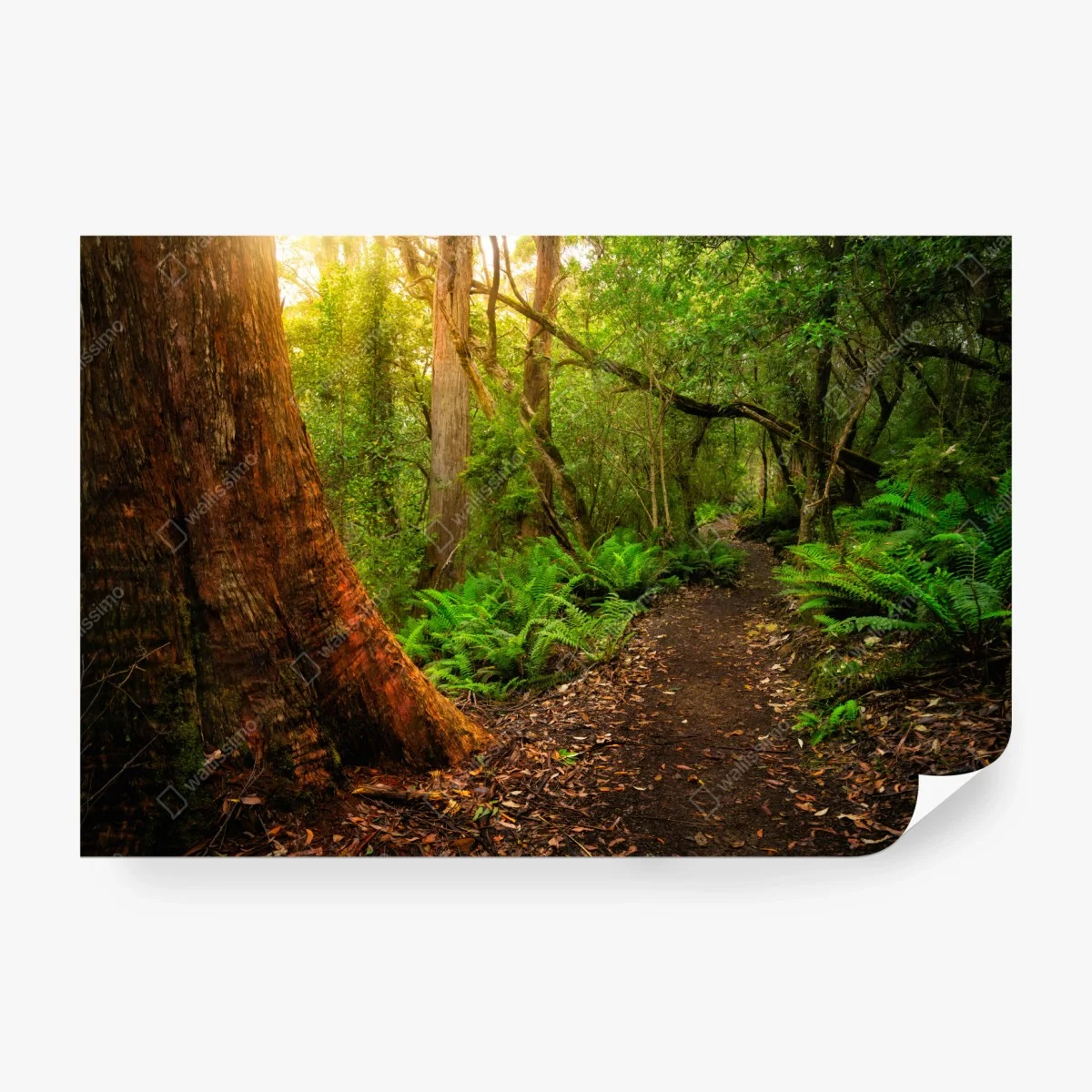 Carta da parati sentiero giurassico nella foresta pluviale della Tasmania • Wallissimo® Carta da parati sentiero giurassico nella foresta pluviale della Tasmania • Wallissimo®
