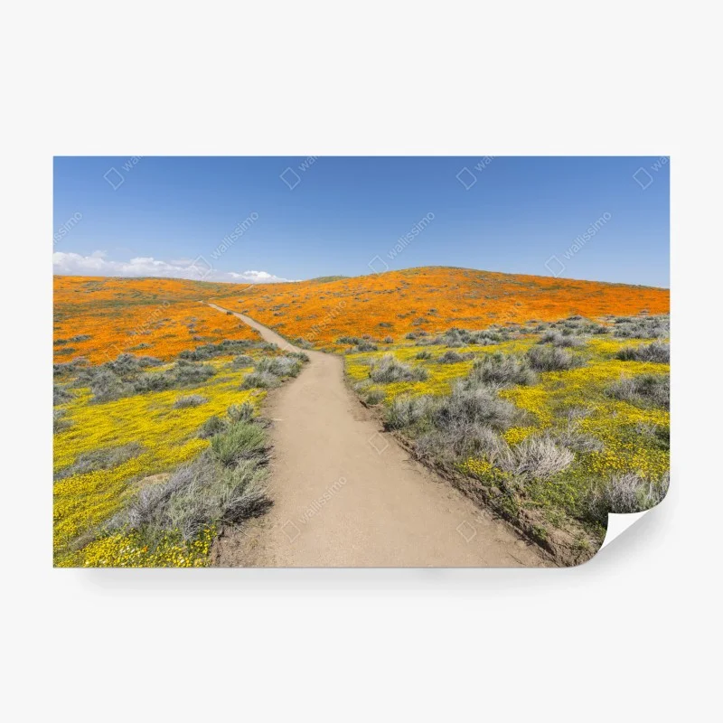 Carta da parati sentiero tra papaveri in fiore, California meridionale