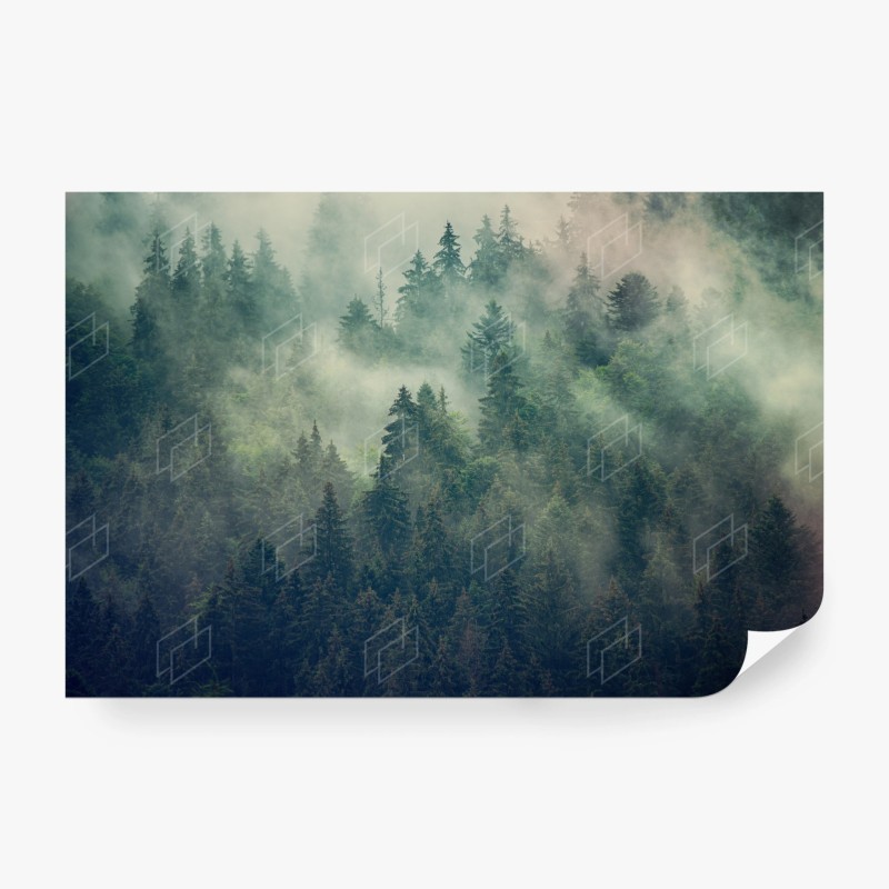 Carta da parati foresta di abeti nella nebbia