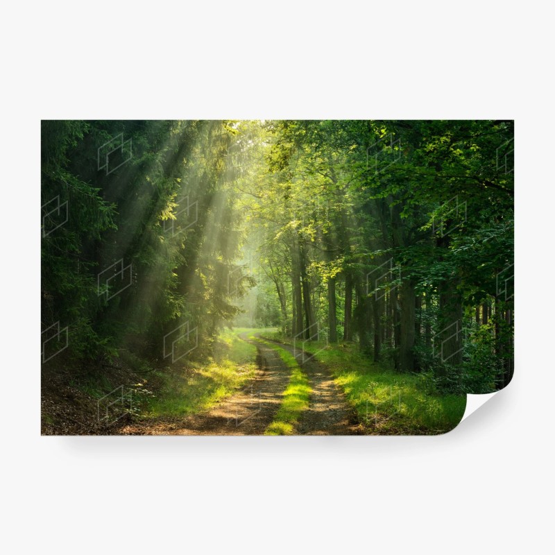 Carta da parati sentiero nella foresta al mattino
