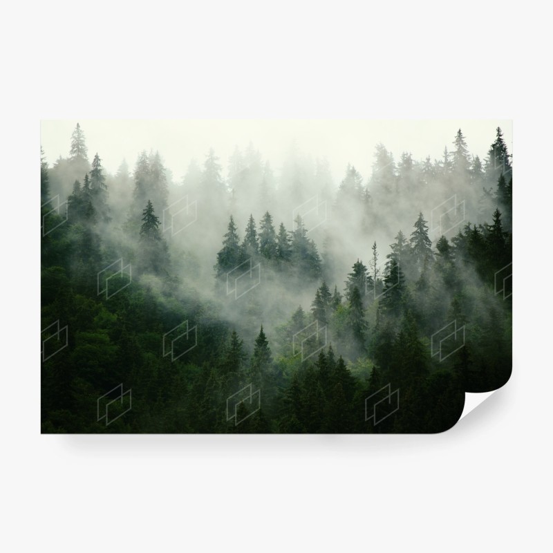 Carta da parati foresta di abeti nella nebbia