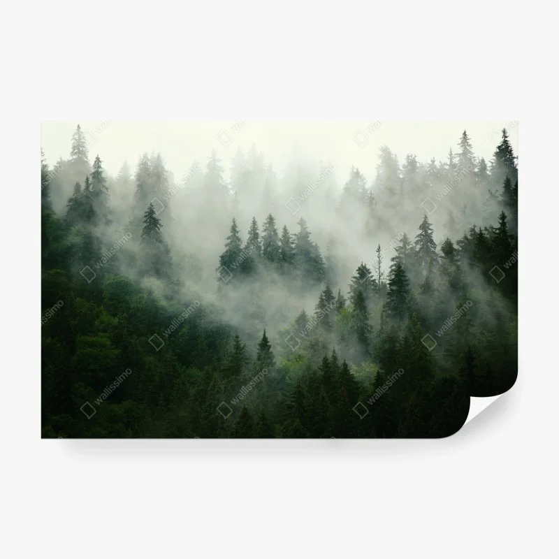 Carta da parati foresta di abeti nella nebbia