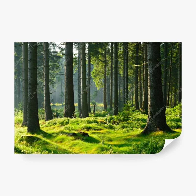Carta da parati mattino nel bosco verde