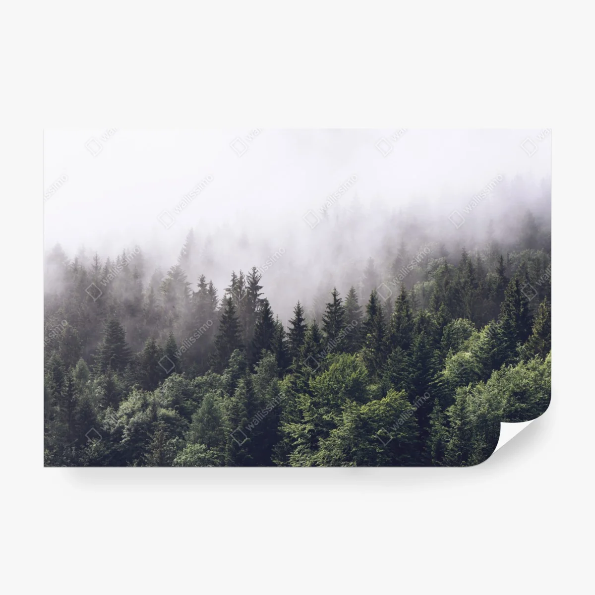 Carta da parati foresta avvolta nella nebbia • Wallissimo®