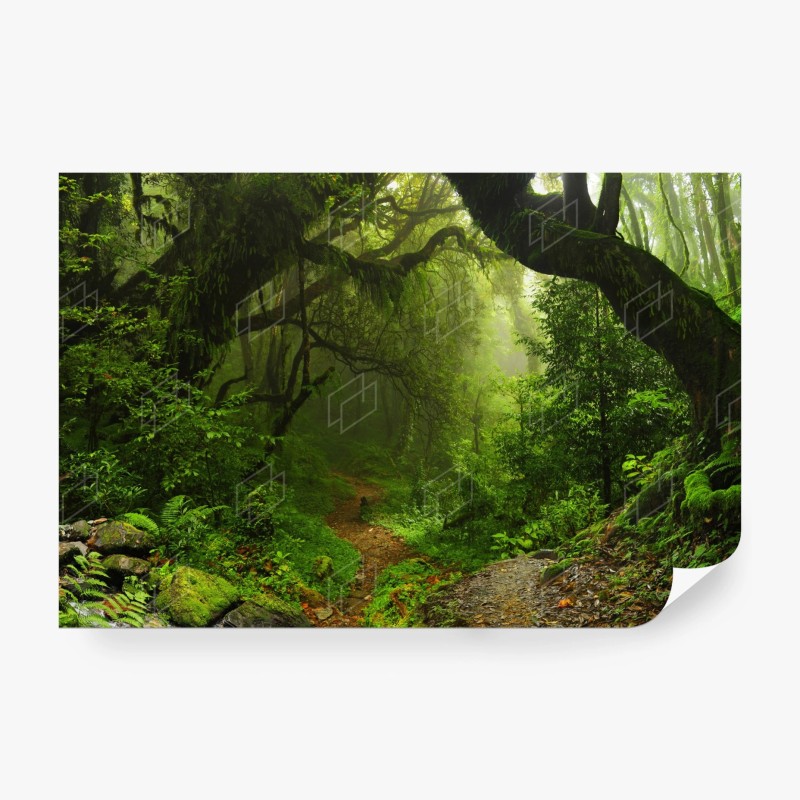 Carta da parati sentiero nella foresta verde e misteriosa
