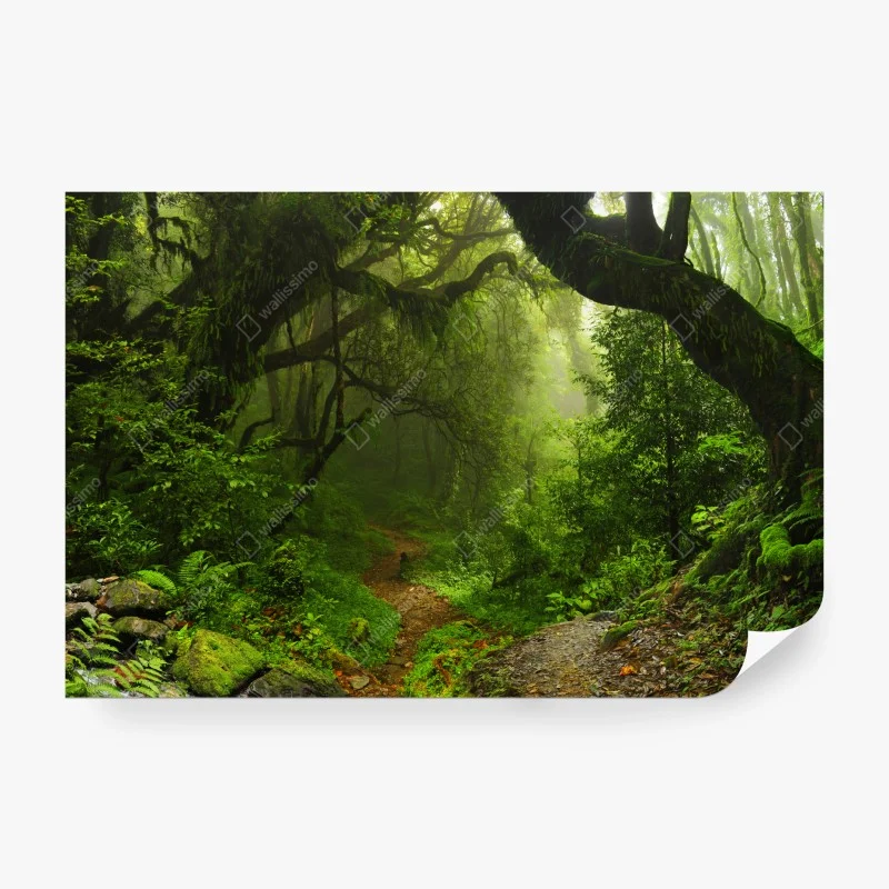 Carta da parati sentiero nella foresta verde e misteriosa