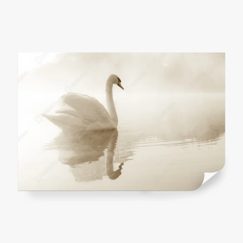 Carta da parati cigno nella nebbia, eleganza sul lago