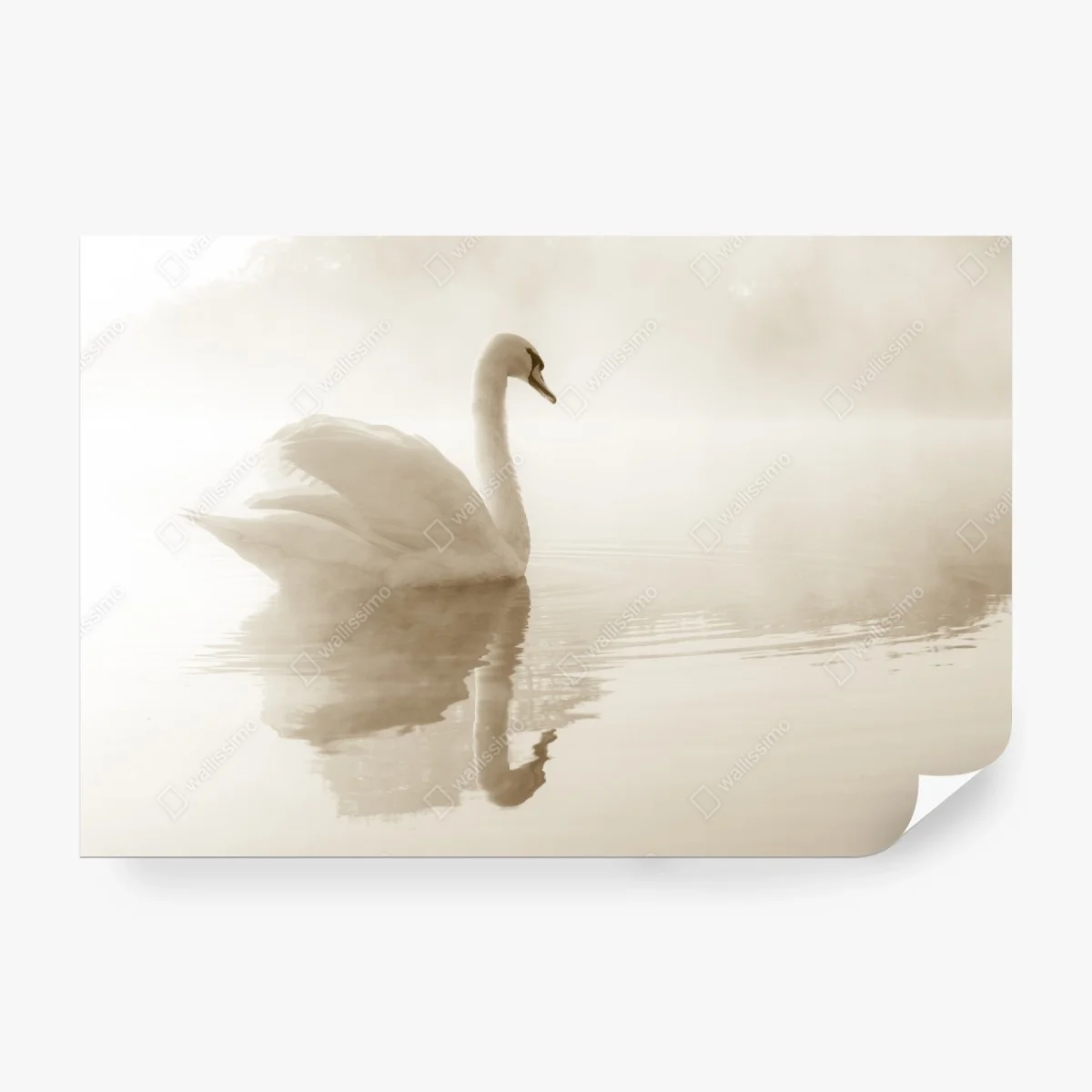 Carta da parati cigno nella nebbia, eleganza sul lago • Wallissimo®